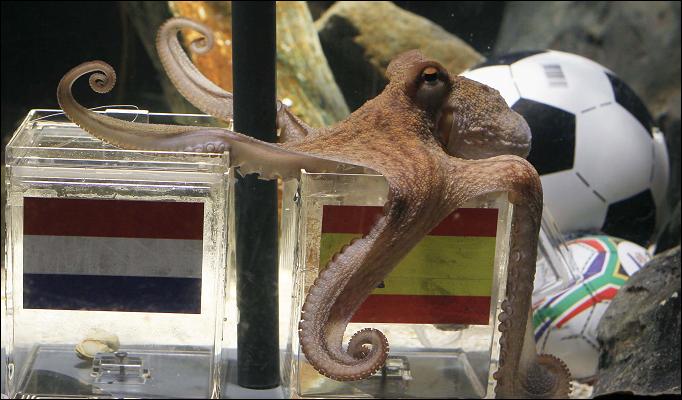 octopus_1082542a